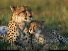 National_Geographic_Wallpapers_031.jpg