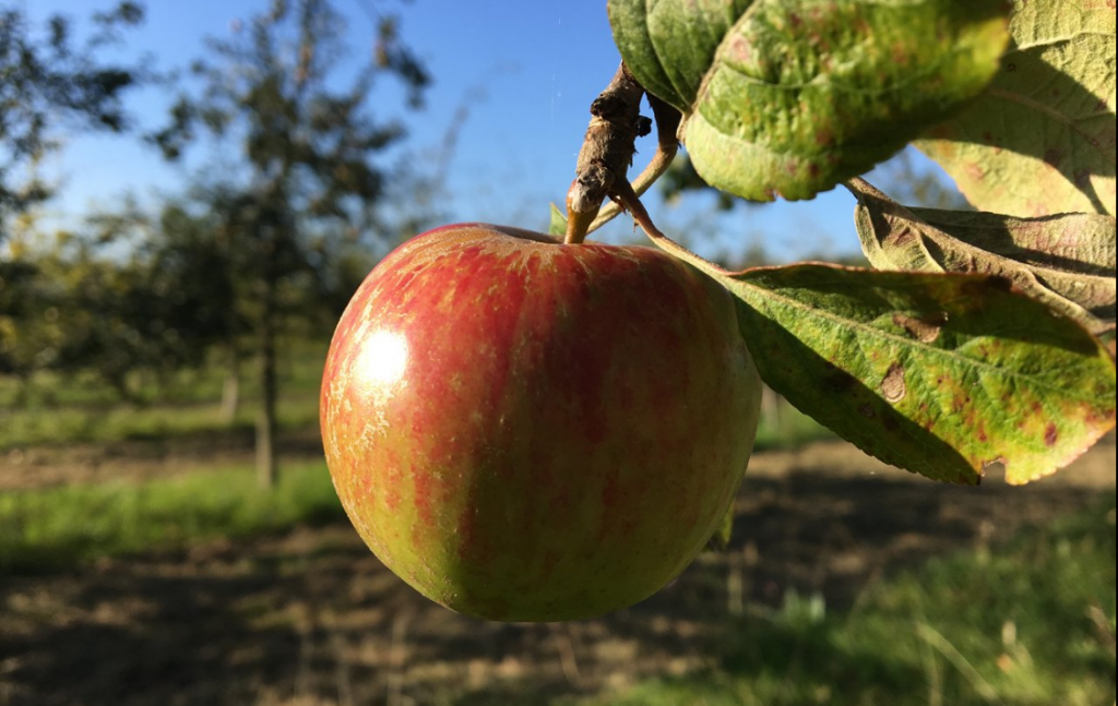 Manzana asturiana